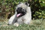 SPITZ LOUP 025